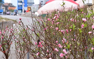 Đào Nhật Tân bán khắp chợ hoa, người Hà Nội chơi Tết sớm